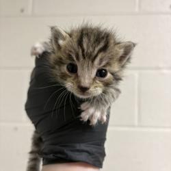 Shelter Stray Male Cat last seen Near Asbury Rd, Knox County GP, TN, 3201 Division St, Knoxville, TN 37919, USA