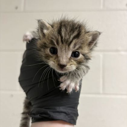 Shelter Stray Male Cat last seen Near Asbury Rd, Knox County GP, TN, 3201 Division St, Knoxville, TN 37919, USA