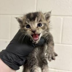 Shelter Stray Female Cat last seen Near Asbury Rd, Knox County GP, TN, 3201 Division St, Knoxville, TN 37919, USA