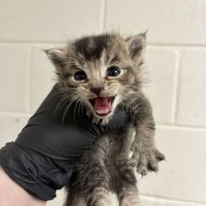 Shelter Stray Female Cat last seen Near Asbury Rd, Knox County GP, TN, 3201 Division St, Knoxville, TN 37919, USA