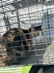 Shelter Stray Unknown Cat last seen Near Washington Ave, City of Knoxville ASO, TN, 3201 Division St, Knoxville, TN 37919, USA