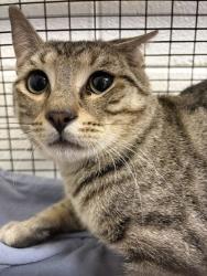 Shelter Stray Male Cat last seen Near Fayette Ln, Knox County GP, TN, 3201 Division St, Knoxville, TN 37919, USA