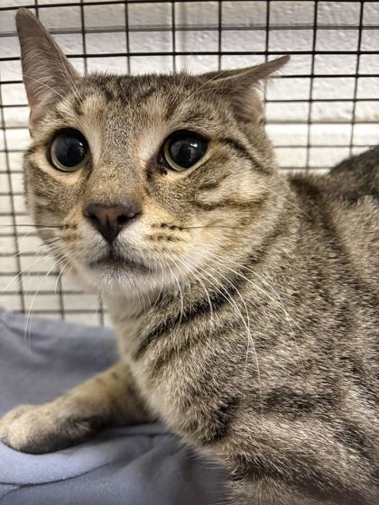 Shelter Stray Male Cat last seen Near Fayette Ln, Knox County GP, TN, 3201 Division St, Knoxville, TN 37919, USA