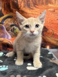 Shelter Stray Male Cat last seen Near Bandera Rd, Unknown, TX, 11300 Nacogdoches Rd, San Antonio, TX 78217, USA