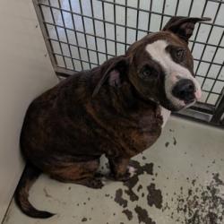 Shelter Stray Male Dog last seen DASHER JOHNSON BLK, Valdosta-31606, GA, 337 Gil Harbin Industrial Blvd, Valdosta, GA 31601, USA