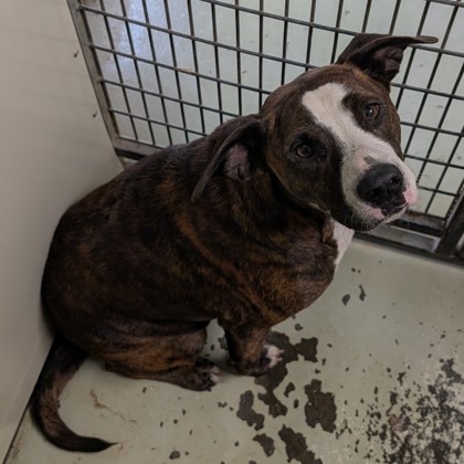 Shelter Stray Male Dog last seen DASHER JOHNSON BLK, Valdosta-31606, GA, 337 Gil Harbin Industrial Blvd, Valdosta, GA 31601, USA