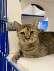 Shelter Stray Female Cat last seen Near 6th place, Vero Beach, FL, 6230 77th St, Vero Beach, FL 32967, USA