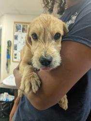 Shelter Stray Female Dog last seen Near Buena Vista (ACO-GG), Meadow Lake,, 1209 NM-314, Los Lunas, NM 87031, USA