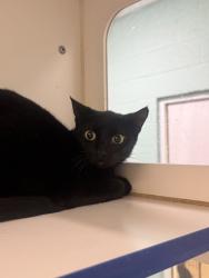 Shelter Stray Female Cat last seen Near S Elm St, Fellsmere, FL, 6230 77th St, Vero Beach, FL 32967, USA