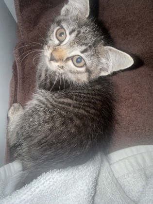 Shelter Stray Female Cat last seen Near 20th Aveenue, IRC AC, FL, 6230 77th St, Vero Beach, FL 32967, USA