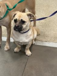 Shelter Stray Female Dog last seen Near Binbrook DR, 75149, TX, 1650 Gross Rd, Mesquite, TX 75149, USA