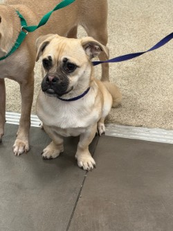 Shelter Stray Female Dog last seen Near Binbrook DR, 75149, TX, 1650 Gross Rd, Mesquite, TX 75149, USA