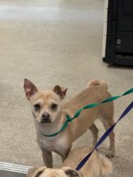 Shelter Stray Male Dog last seen Near Binbrook DR, 75149, TX, 1650 Gross Rd, Mesquite, TX 75149, USA