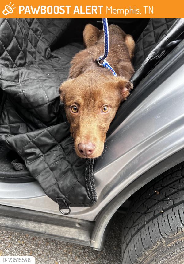 Found/Stray Male Dog last seen Uptown area, Memphis, TN 38105