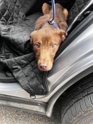 Found/Stray Male Dog last seen Uptown area, Memphis, TN 38105