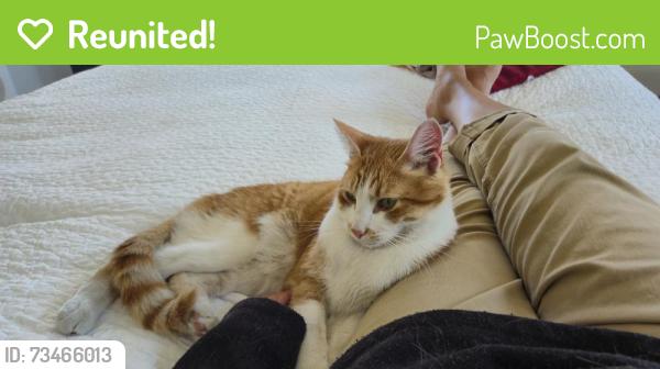 Reunited Male Cat last seen Harvard, Piedmont, CA 94610