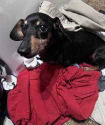 Reunited Female Dog last seen Cheltenham Dr, Palm Harbor, FL 34684