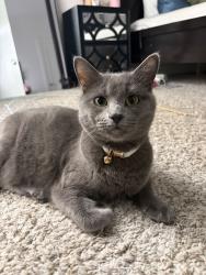 Reunited Male Cat last seen Near Hollow Crst Ct, Norman, OK 73071, USA, Norman, OK 73071