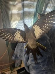 Lost Female Bird last seen Near ortisi, Orlando, FL 32822