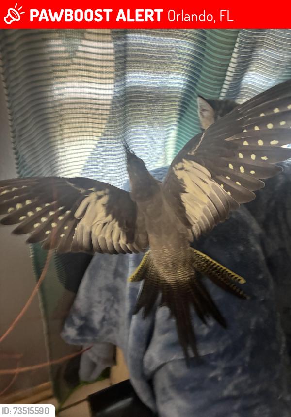Lost Female Bird last seen Near ortisi, Orlando, FL 32822
