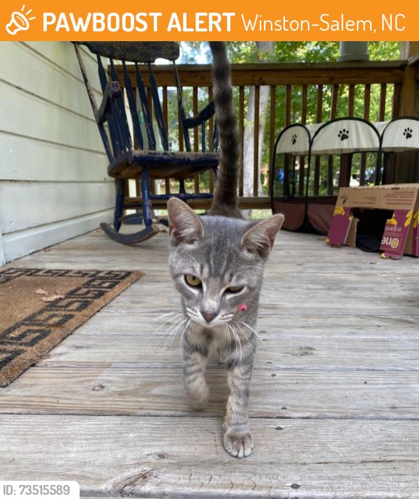 Found/Stray Male Cat last seen Speedway on University pkwy, Winston-Salem, NC 27105