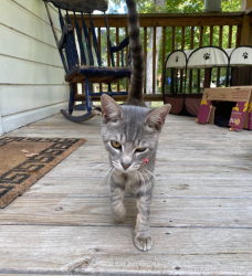 Found/Stray Male Cat last seen Speedway on University pkwy, Winston-Salem, NC 27105