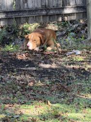 Found/Stray Male Dog last seen Near E University Ave, Waxahachie, TX 75165