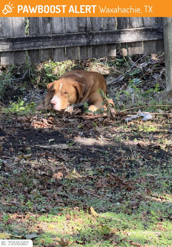 Found/Stray Male Dog last seen Near E University Ave, Waxahachie, TX 75165