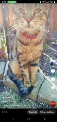 Reunited Male Cat last seen Glen erin and thomas, Mississauga, ON L5M 5E2