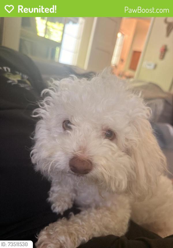Reunited Female Dog last seen Near S Grand Ave, Pasadena, CA 91105, USA, Pasadena, CA 91105