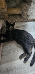 Reunited Female Cat last seen Near blakeslee street Kalamazoo mi, Kalamazoo, MI 49006