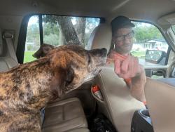 Reunited Male Dog last seen Oak Hollow Lane, Branton Drive, Aloma Woods, Seminole County, FL 32765