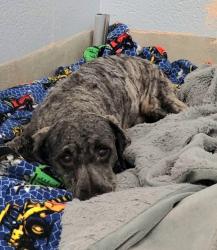 Shelter Stray Male Dog last seen Americana Circle, GLEN BURNIE, MD, 21060, 411 Maxwell Frye Rd, Millersville, MD 21108, USA