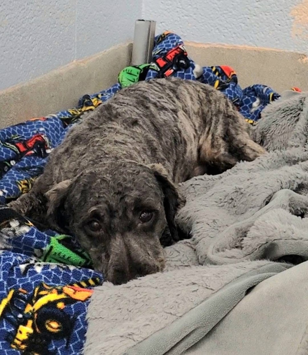 Shelter Stray Male Dog last seen Americana Circle, GLEN BURNIE, MD, 21060, 411 Maxwell Frye Rd, Millersville, MD 21108, USA