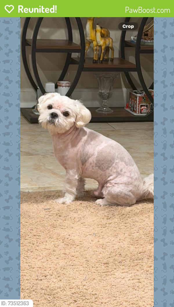 Reunited Male Dog last seen Bushard and Hamilton, Huntington Beach, CA 92646