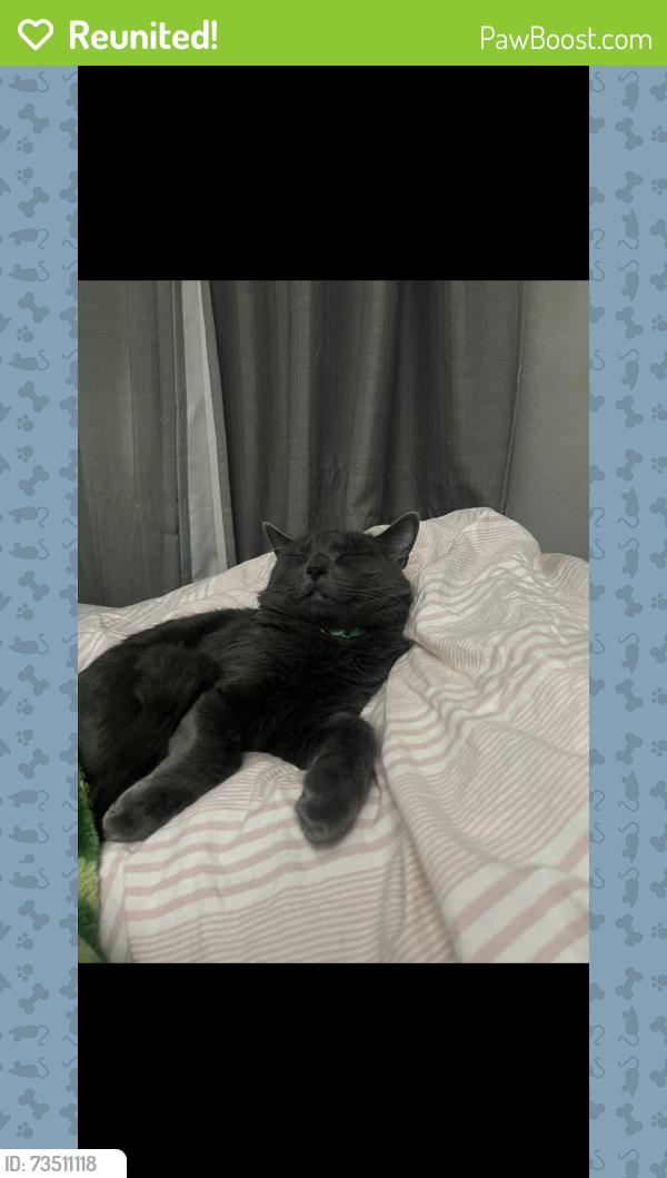 Reunited Male Cat last seen Mill street, Salem, OR 97301
