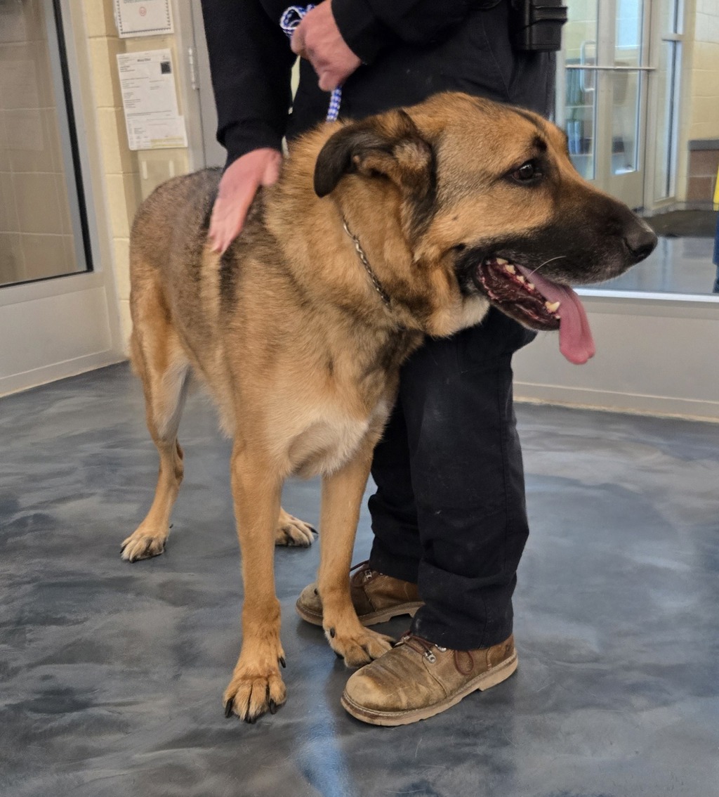 Shelter Stray Male Dog last seen 8 Mile Road, HAZEL PARK, MI, 48030, 1200 N Telegraph Building 42E, Pontiac, MI 48340, USA