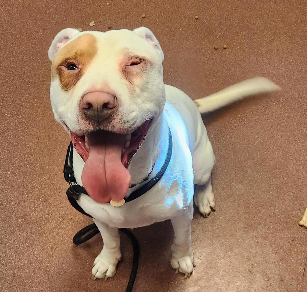 Shelter Stray Male Dog last seen Near Davis St apt. 53, SAN LEANDRO, CA, 94577, 8323 Baldwin St, Oakland, CA 94621, USA