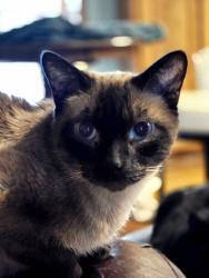Reunited Male Cat last seen 33rd, Nicole Dr, Lincoln, Sioux Falls, SD 57105