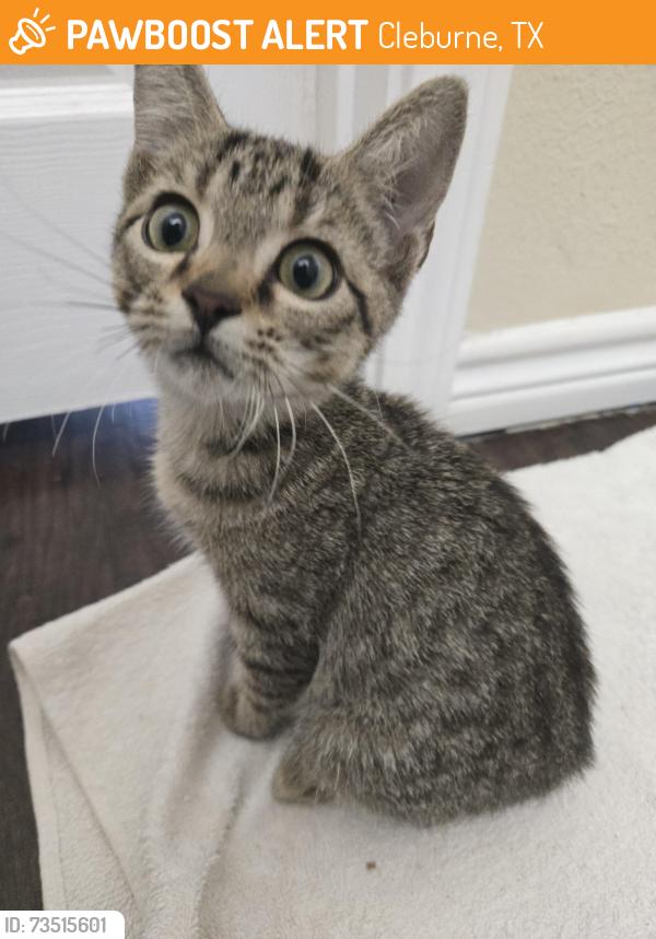 Found/Stray Unknown Cat last seen Henderson Street, Cleburne, TX 76033