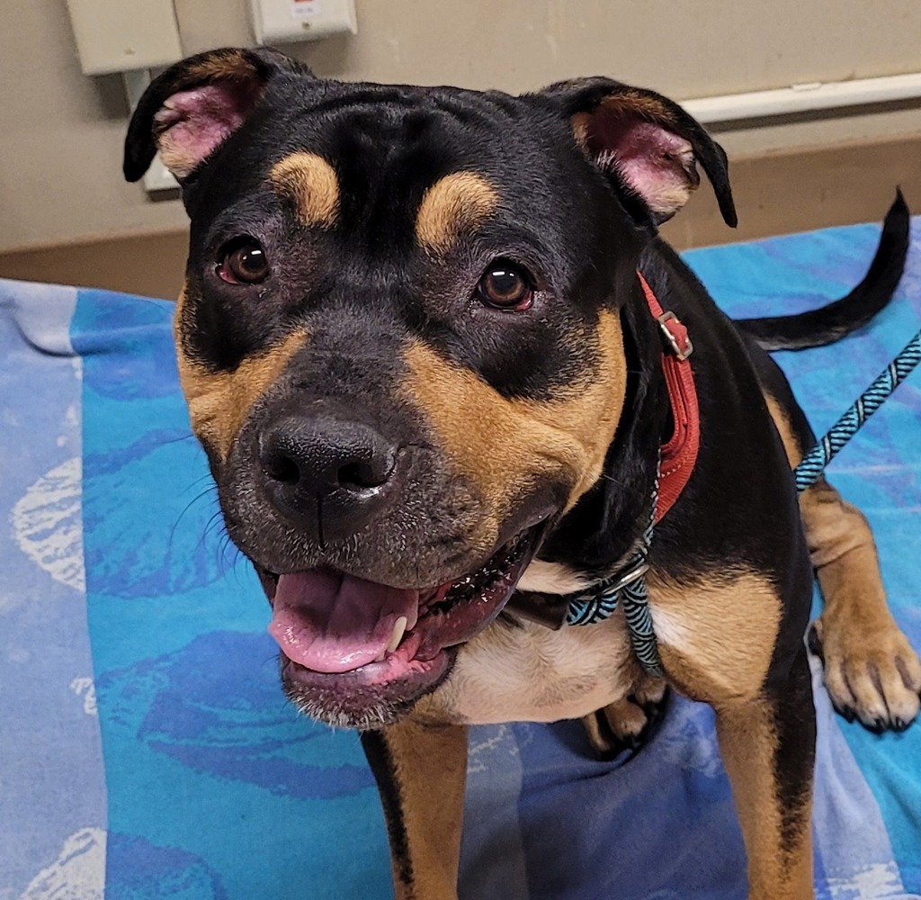 Shelter Stray Male Dog last seen ADOPTION RETURN, PORTLAND, OR, 97266, 1700 W Historic Columbia River Hwy, Troutdale, OR 97060, USA