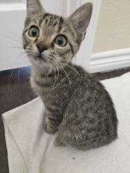 Found/Stray Unknown Cat last seen Henderson Street, Cleburne, TX 76033