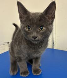 Shelter Stray Male Cat last seen N Delaware and N Webster, PORTLAND, OR, 97211, 1700 W Historic Columbia River Hwy, Troutdale, OR 97060, USA
