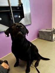 Shelter Stray Female Dog last seen Near W 5400 S, Kearns Township, UT, 84118, 511 W 3900 S, Salt Lake City, UT 84123, USA