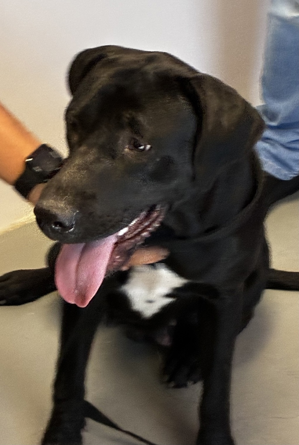 Shelter Stray Female Dog last seen Near W 5600 S, Kearns Township, UT, 84118, 511 W 3900 S, Salt Lake City, UT 84123, USA