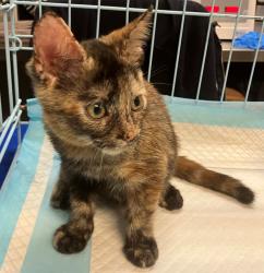 Shelter Stray Female Cat last seen Eaton Place, STATEN ISLAND, NY, 10305, 3139 Veterans Rd W, Staten Island, NY 10309, USA