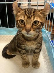 Shelter Stray Male Cat last seen Eaton Place, STATEN ISLAND, NY, 10305, 3139 Veterans Rd W, Staten Island, NY 10309, USA