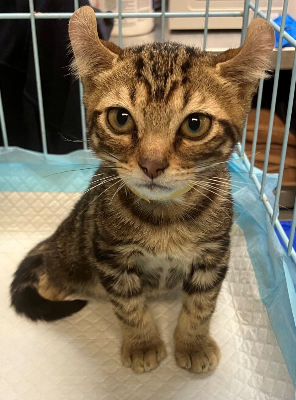 Shelter Stray Male Cat last seen Eaton Place, STATEN ISLAND, NY, 10305, 3139 Veterans Rd W, Staten Island, NY 10309, USA
