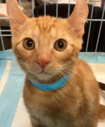 Shelter Stray Male Cat last seen Eaton Place, STATEN ISLAND, NY, 10305, 3139 Veterans Rd W, Staten Island, NY 10309, USA