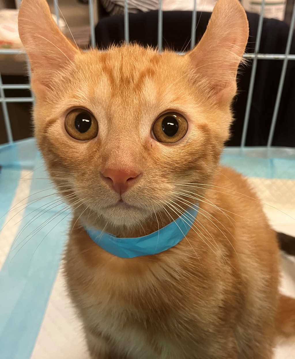 Shelter Stray Male Cat last seen Eaton Place, STATEN ISLAND, NY, 10305, 3139 Veterans Rd W, Staten Island, NY 10309, USA